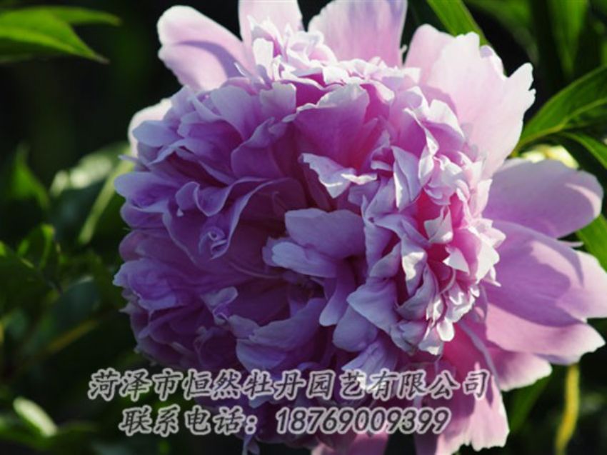 點(diǎn)擊查看詳細(xì)信息<br>標(biāo)題：藍(lán)菊 閱讀次數(shù)：1173